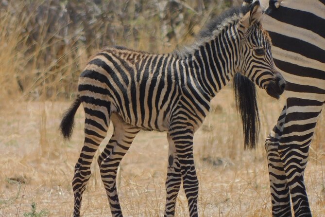 One Day Akagera Safari From Kigali - Your guide can make or break the day, and the names you might hear