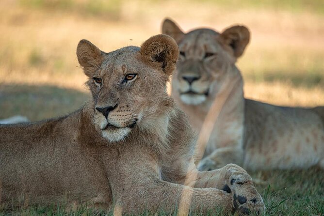 One Day Akagera Wildlife Safari - Key Highlights at a Glance
