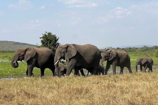 One Day Akagera Wildlife Safari - Lake Mihindi Lunch Break: Food, Restrooms, and Wildlife Energy Management
