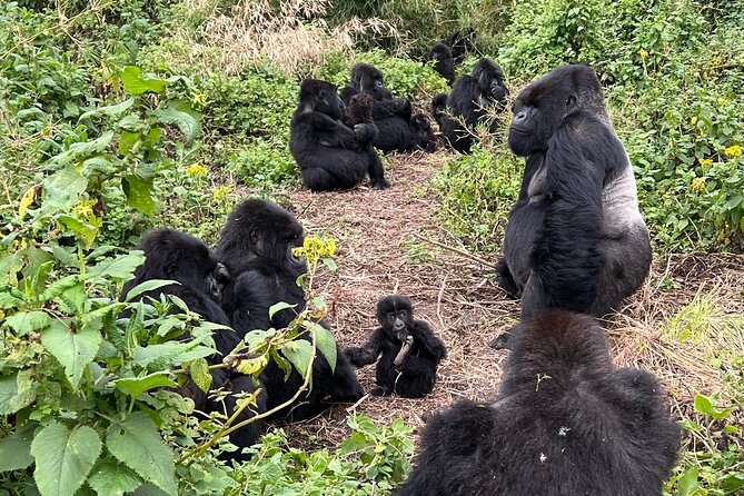 One Day Gorilla Trekking Rwanda & Iby'iwacu Cultural Village - Key things to know before you go