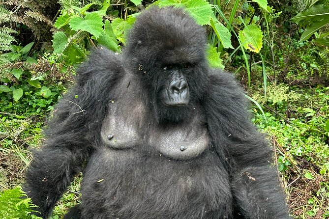 One Day Gorilla Trekking Rwanda & Iby'iwacu Cultural Village - Midday shift: from gorillas to the ex-poacher story at Iby’iwacu