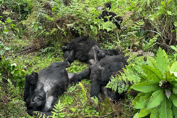One Day Gorilla Trekking Rwanda & Iby'iwacu Cultural Village - Price and permits: what the $300 really buys you