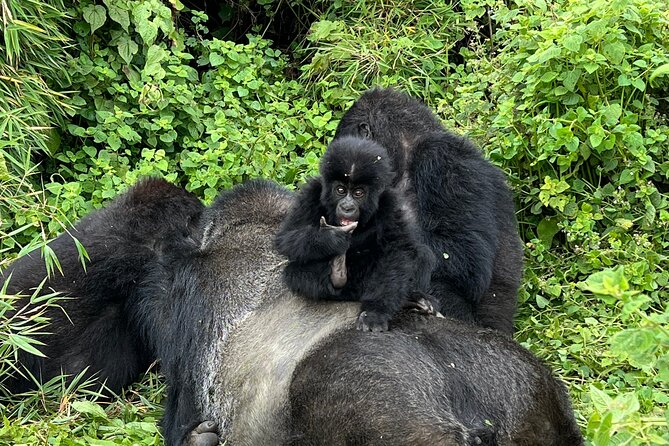 One Day Gorilla Trekking Rwanda & Iby'iwacu Cultural Village - The Kinigi briefing with rangers at RDB HQ: where good trips are made
