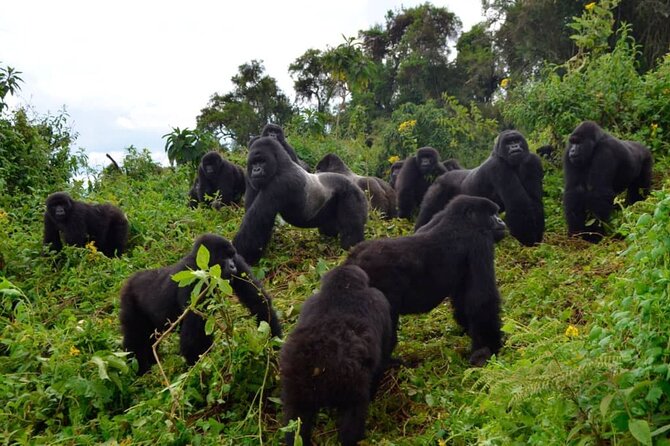 One Day Private Gorillas Tracking in Volcanoes National Park - Should You Book It?