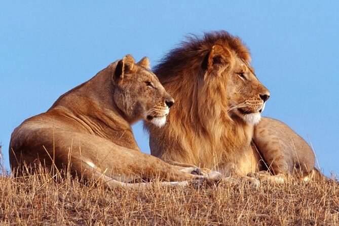 Private 1 Day Akagera Big Five Safari with pick up and lunch. - Key highlights you will care about