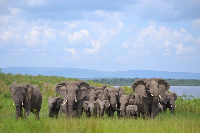 Private 1 Day Akagera Big Five Safari with pick up and lunch. - Big Five in one day: why Akagera works from Kigali