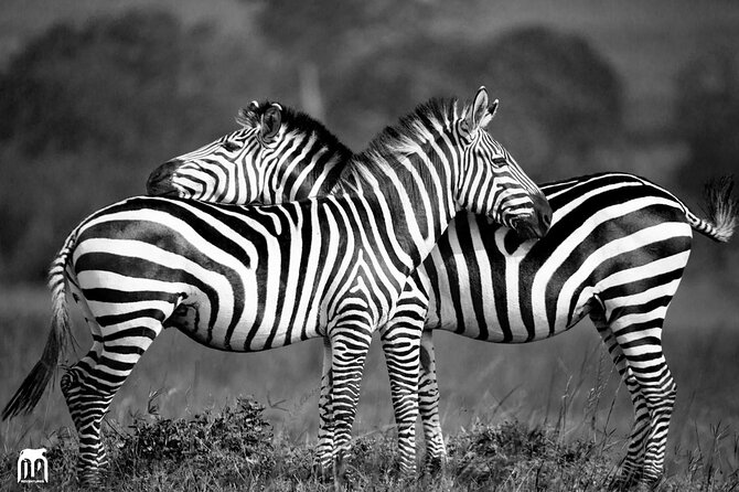 Private 1 Day Akagera Big Five Safari with pick up and lunch. - Lunch and bottled water: the small inclusions that keep your energy up