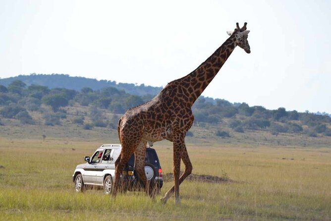 Private 1 Day Akagera Big Five Safari with pick up and lunch. - Comfort tips for a long wildlife day in a bumpy 4x4