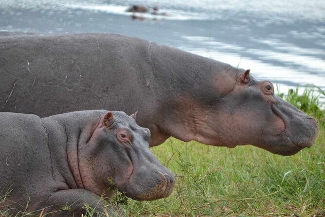 Private 1 Day Akagera Big Five Safari with pick up and lunch. - Who should book this private 1-day Akagera Big Five safari