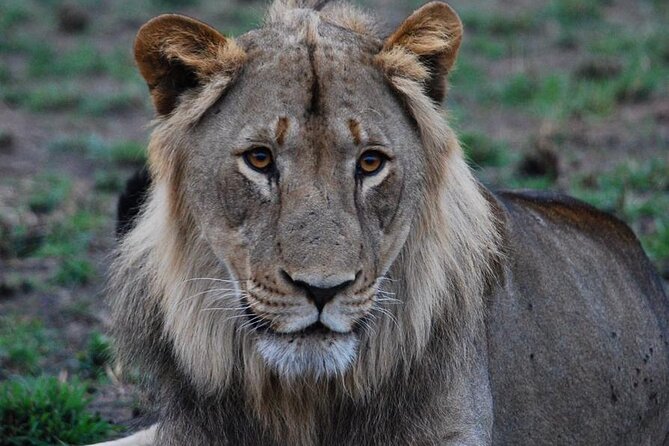 Private 1 Day Akagera Big Five Safari with pick up and lunch. - Should you book it? My honest call