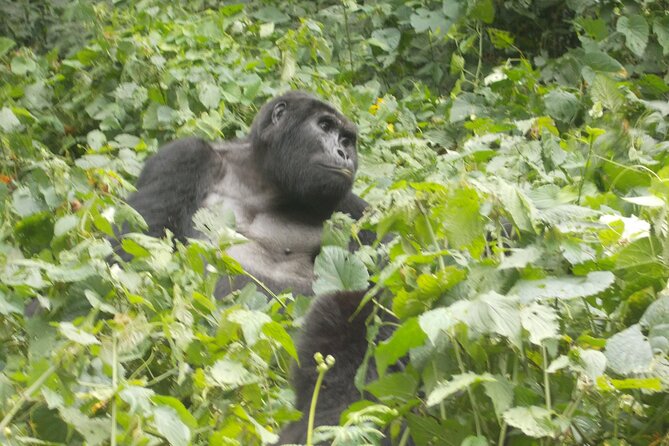 Private 2 Days Volcano Golden Monkey and Bwindi Gorilla Trek - Key Highlights to Expect