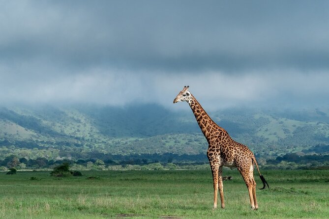 Private Full-Day Tour Akagera Game Drive - Price and value: what you’re paying for in a private Akagera day