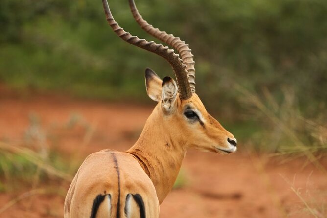 Private Full-Day Tour Akagera Game Drive - Bashana Companies and Imigongo art: a smart start before the safari