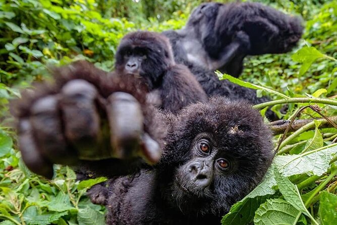 Private Gorilla Trekking Transfer from kigali to Volcanoes N.Park - Mountain Gorilla Trekking With Strong Tracking and Good Positioning
