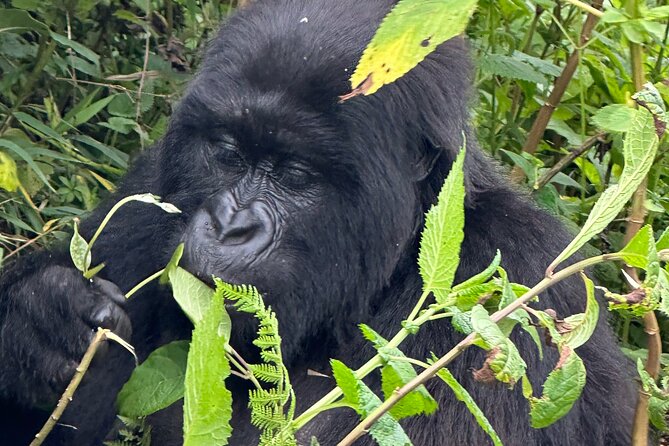Private Gorilla Trekking Transfer from kigali to Volcanoes N.Park - Private Transportation Value: What $350 Buys You