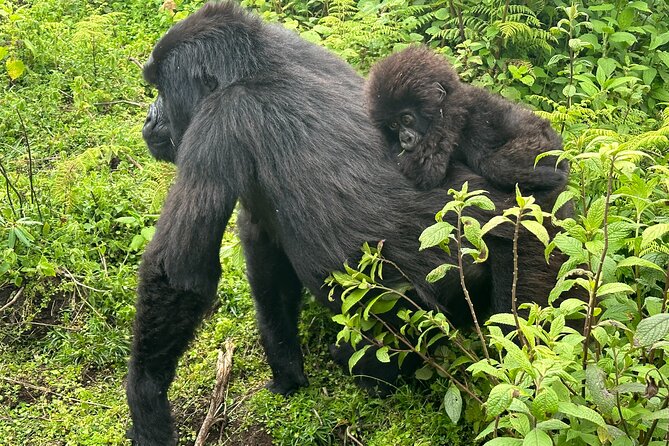 Private Gorilla Trekking Transfer from kigali to Volcanoes N.Park - Who This Kigali to Volcanoes National Park Transfer Fits Best