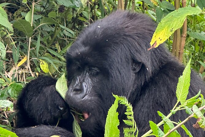 Private Gorilla Trekking Transfer from kigali to Volcanoes N.Park - Tips You Can Use Before You Go (Real-World Stuff)