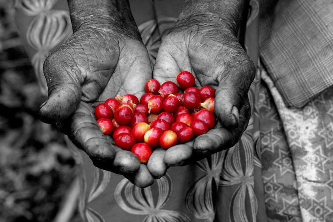 Rwandan Coffee Experience - Quick Highlights