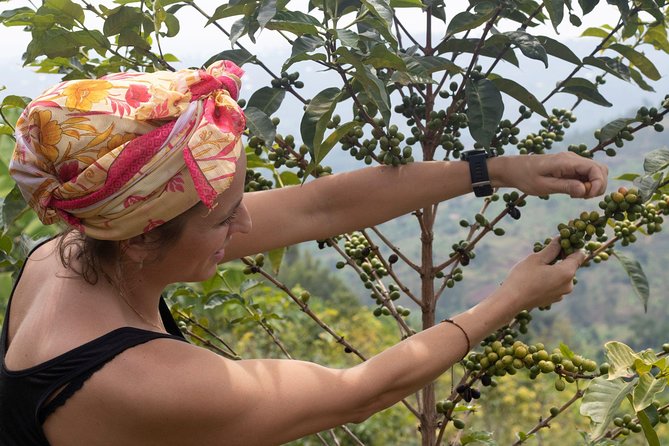 Rwandan Coffee Experience - Who This Tour Fits Best (and Who Might Want Another Option)