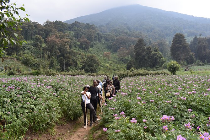 Scenic walk around volcanoes - Bisoke Foothills Views and the Five-Volcano Moment