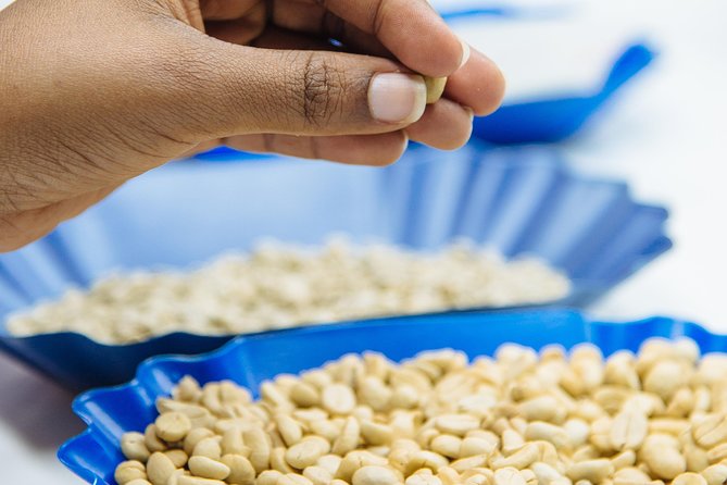 Specialty Coffee Masterclass - Question Coffee Gishushu: where the class starts