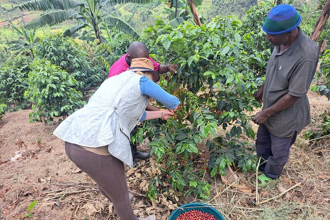 Tea and coffee tours - Timing and pickup: an 8:00 am start in Rubavu