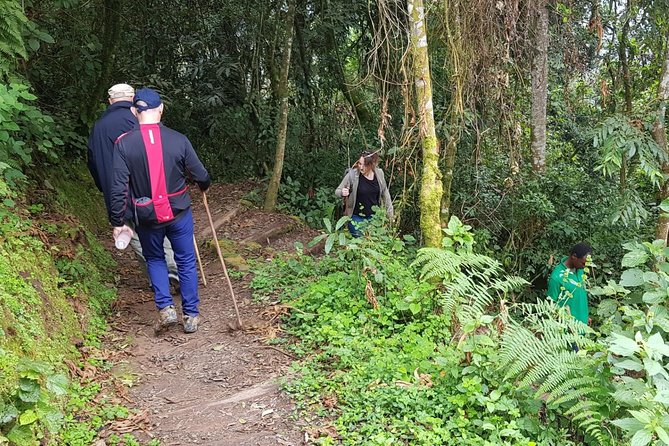 Three-day Nyungwe Canopy and Kivu Lake Adventure - Why Nyungwe Canopy and Lake Kivu are a smart match from Kigali